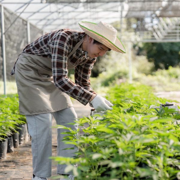 Online dispensary that ships weed safely to all states