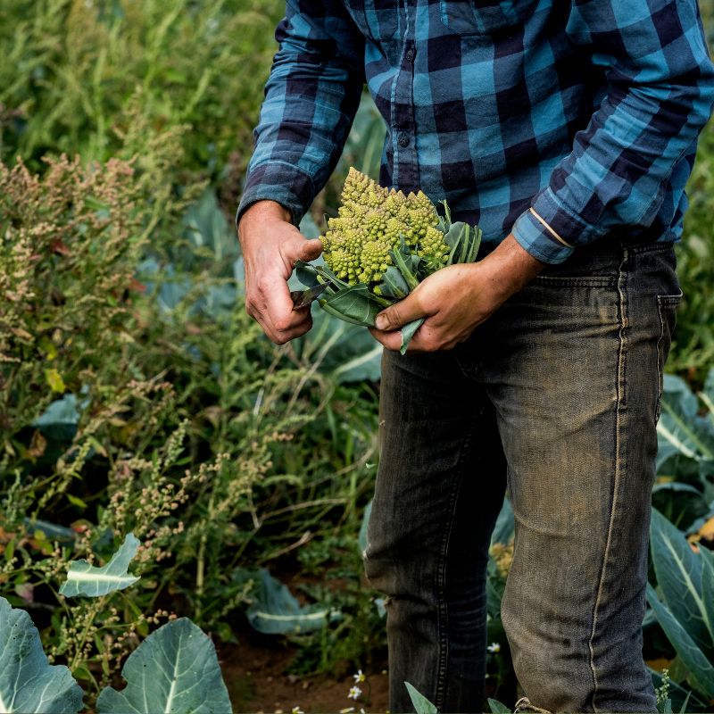 Medical cannabis products for pain, anxiety, and stress relief